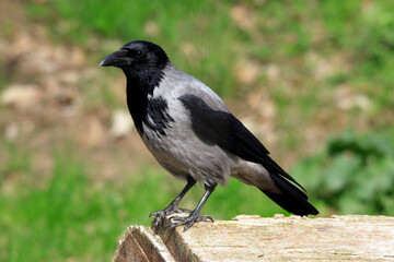 Aaskrähe (Corvus corone) oder Nebelkrähe, Rabenvogel schwarz weiß