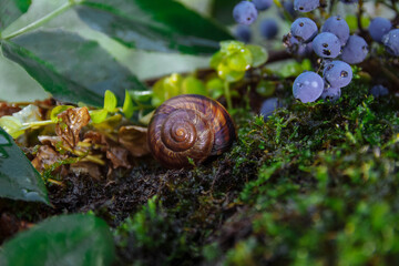 Large brown snail in a shell in a clearing with green moss and leaves next to blue Mahoney berries,...