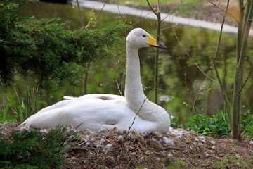Singschwan (Cygnus cygnus) sitzt auf Nest