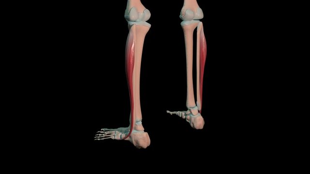 Fibularis Longus Muscles Full Roration Loop
