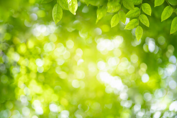 Obraz premium Nature of green leaf in garden at summer. Natural green leaves plants using as spring background cover page greenery environment ecology wallpaper