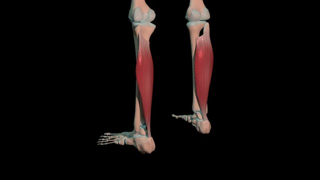 Soleus Muscles Full Roration Loop