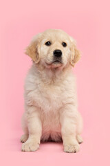 Cute sitting  golden retriever puppy looking up on a pink background seen from the front
