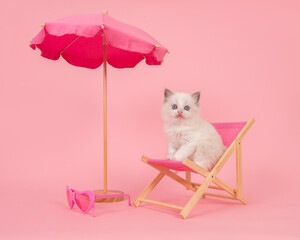 Ragdoll cat kitten with blue eyes in a pink beach chair on a pink background