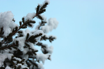 Christmas tree and cones on a white background, grows in the snow on the street. against the blue sky. photo for postcard or banner .beautiful natural winter background. pine branches covered with