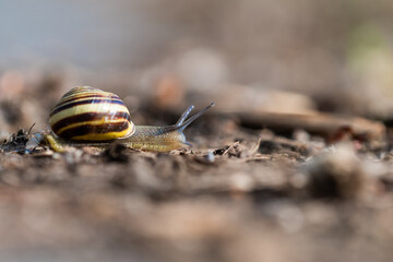 Nahaufnahme einer Bänderschnecke im Frühling.