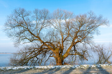 Ein Wintermorgen am Dümmer See im Winter.
