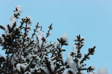 Christmas tree and cones on a white background, grows in the snow on the street. against the blue sky. photo for postcard or banner .beautiful natural winter background. pine branches covered with