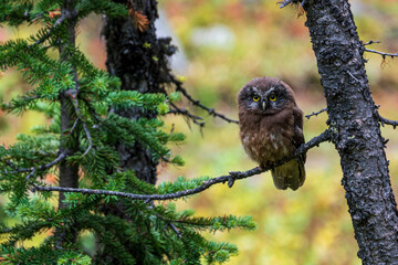A wild owl sitting on a branch looking into the camera in British Columbia, Canada.