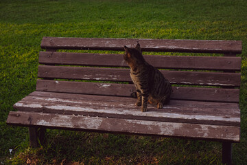 The cat sits on a bench in the evening and waits for someone. A fluffy gray cat sits on a wooden...