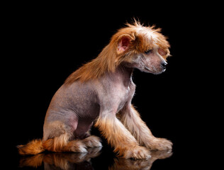 Obraz premium Chinese Crested dog on a black background in the studio.