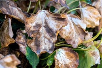 Large dried leaves of a climbing plant in autumn. Dry leaves close up. Diseases in which flower leaves dry.