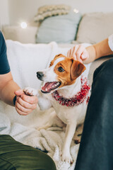 Adorable dog Jack Russell Terrier with its owners at home waiting for the holiday.