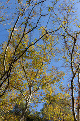 tree branches and leaves in the forest