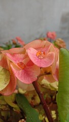 Obraz na płótnie Canvas pink rose with drops