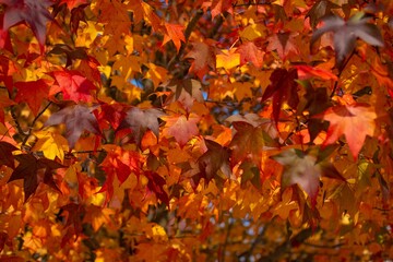 autumn leaves background