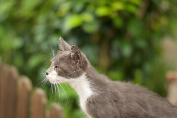 Gato en un pueblo de montaña 