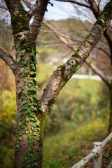 Fototapeta premium tree in spring