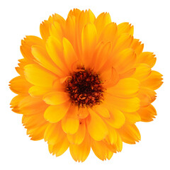 Calendula. Calendula officinalis. Calendula flower isolated. Marigold on white. With clipping path.