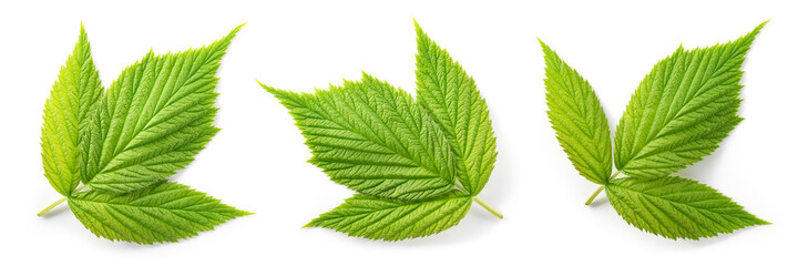 Raspberry leaf isolated. Green raspberry leaves isolate on white. Top view leaves white background.