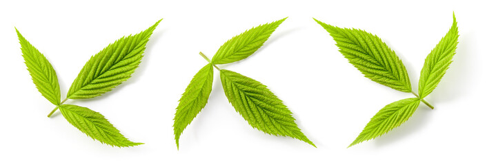 Raspberry leaf isolated. Green raspberry leaves isolate on white. Leaves set white background. Collection.