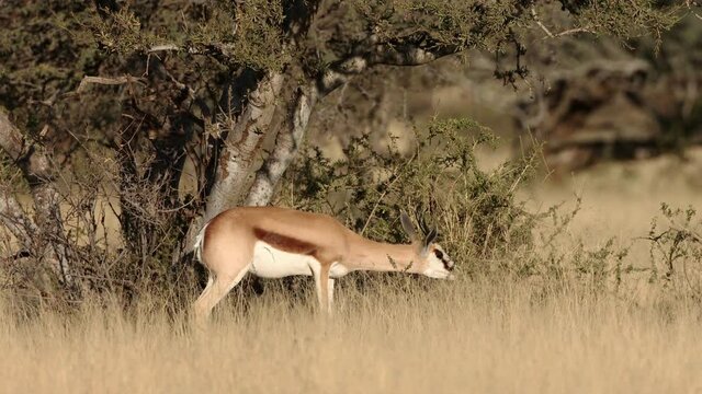 A springbok antelope (Antidorcas marsupialis) in natural habitat, Mokala National Park, South Africa