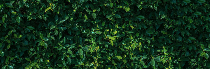 Banner dark green with blue shade leaves Ficus annulata (Banyan tree) bush with natural light eco...