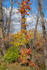 Yellow vegetation in the autumn forest