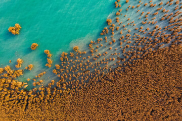 Fototapeta na wymiar Alsoors Hungary - Aerial view of beautiful reeds formation with crystal clear turquoise water at lake Balaton. Autumn mood, Alsóörs.