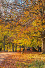 Colourful foliage in Autumn on a calm, tranquil day with people walking on a trail or pathway through the park vegetation at fall