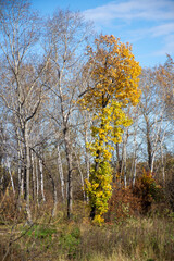 Yellow vegetation in the autumn forest