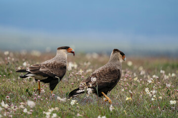 The Crested Caracara (Caracara cheriway)