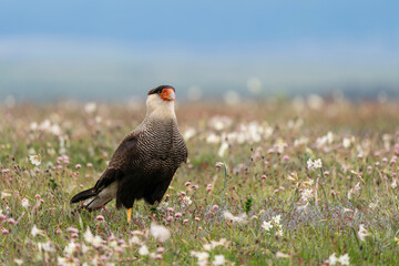 The Crested Caracara (Caracara cheriway)