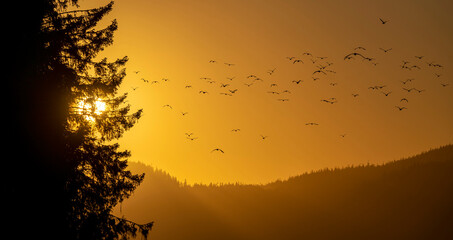 The silhouettes of birds flying into the sunset in British Columbia, Canada.
