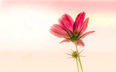 Cosmos flowers soft light on blur background in vintage style