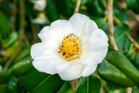Camellia x Williamsii 'Coppelia Alba' a spring summer shrub plant with a winter springtime alba white flower stock photo image