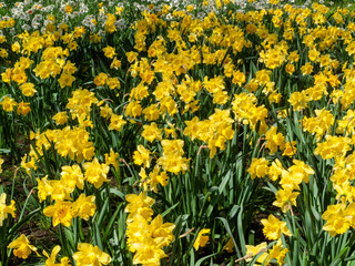 Obraz premium Daffodils (narcissus) a springtime yellow flower bulb plant growing outdoors in a public park during the spring season, stock photo image