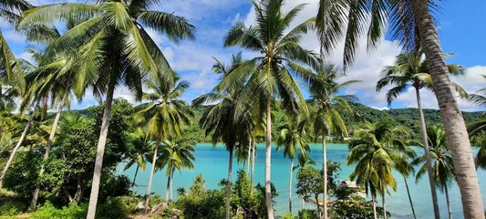 Fototapeta premium palm trees on the beach