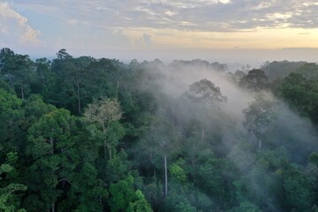 Stunning view of Borneo Rainforest with sunrise mist and fog rays