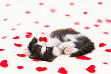 Fototapeta na wymiar cute black kitten playing with heart on light background valentine's day theme