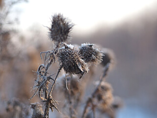Burdock in hoarfrost. Plant, grass in the snow. Macro.