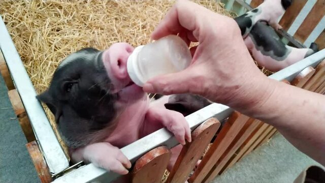 
hand of elderly woman using  milk bottle to feed the Hampshire pig.
