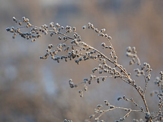 Wormwood in hoarfrost. Plant, grass in the snow. Macro.