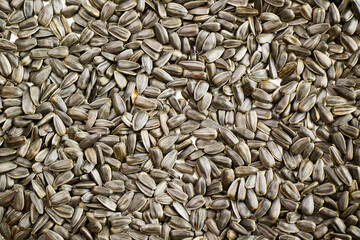 Sunflower seeds close-up and macro background