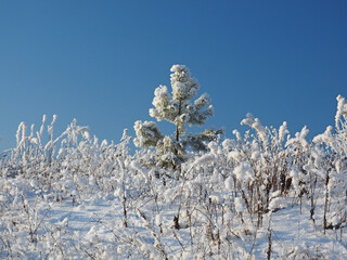 Snow covered trees. Young spruce, pine in the snow. Snow covered grass. Winter. Cold. Clear sky. Russia, Ural, Perm