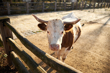 Red-spotted cattle is standing in a yard near the fence and staring at the camera
