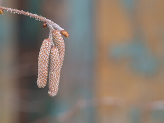 Frozen alder (alnus glutinosa) inflorescence in winter with hoarfrost