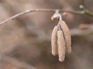 Frozen alder (alnus glutinosa) inflorescence in winter with hoarfrost