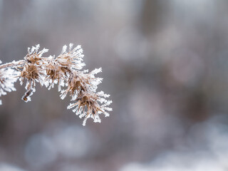 Frozen plant in cold winter