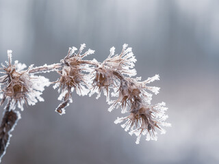 Frozen plant in cold winter